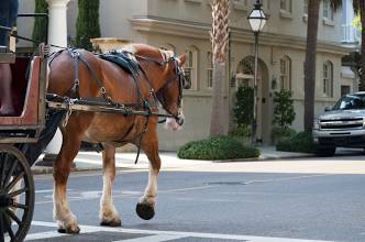 Horse-Drawn Carriage Tour 