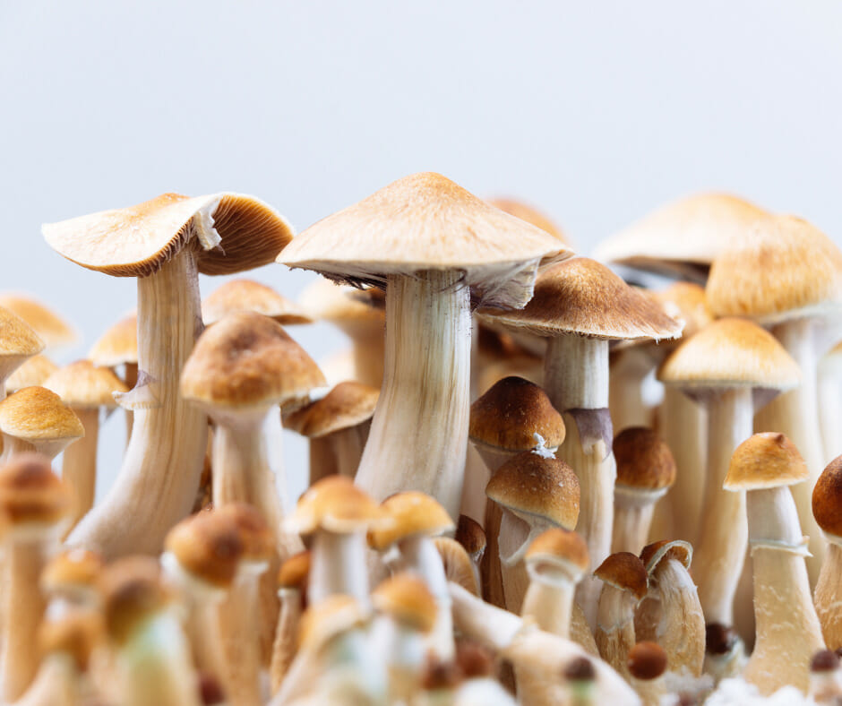 Overview of Psychedelic Mushrooms